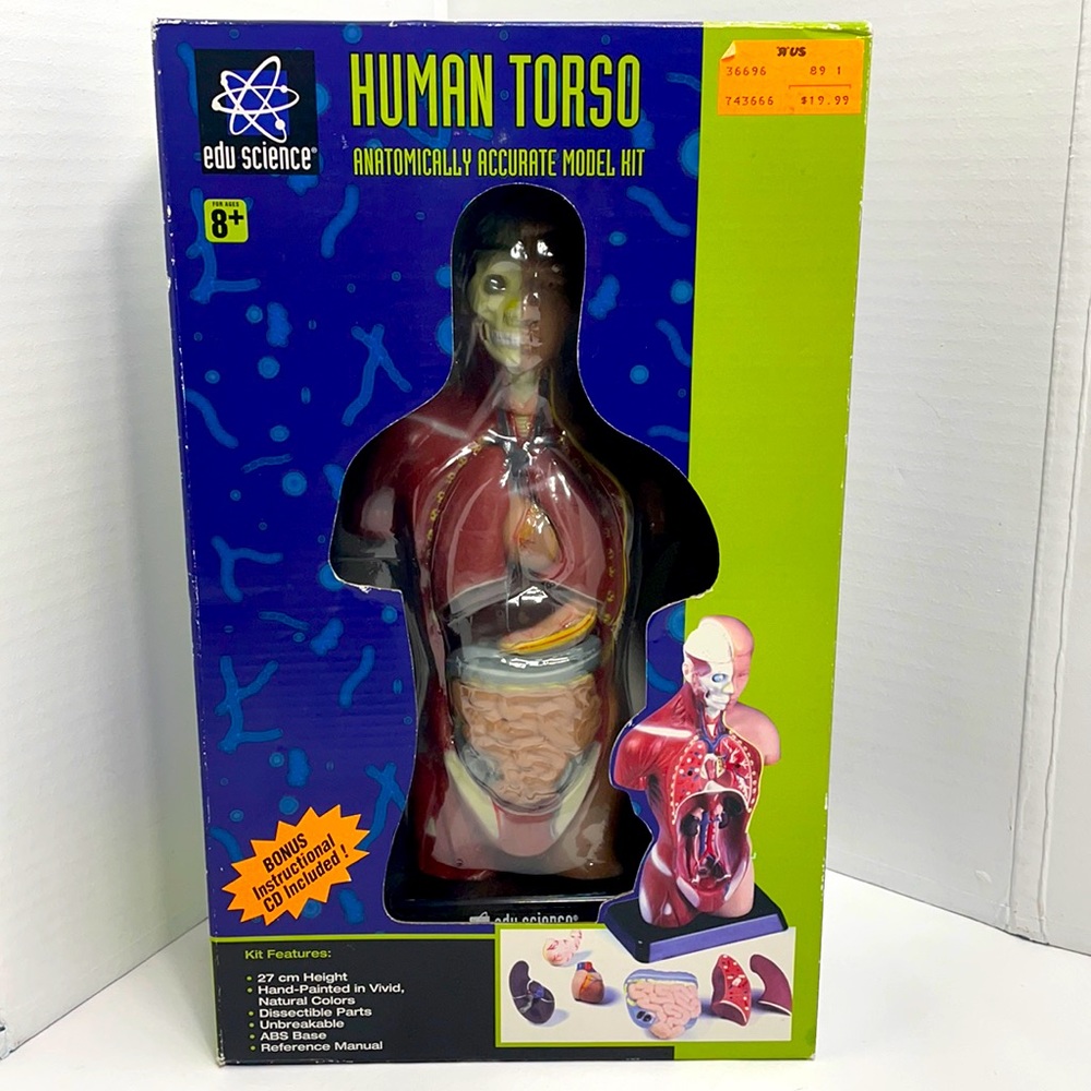 Edu Science Human Torso Anatomically Accurate Model Kit, New in box